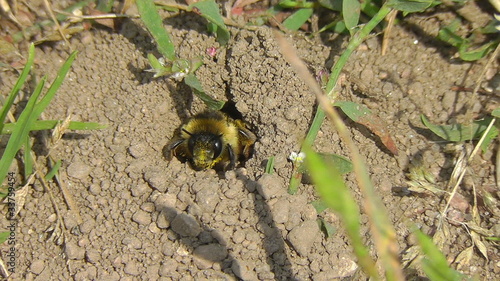 Sandbiene - Andrena photo