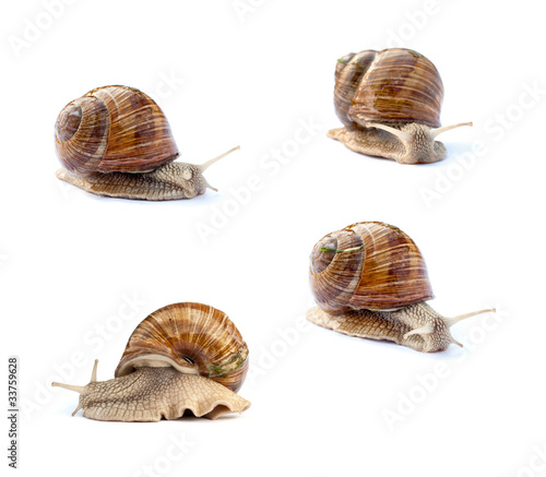 snail closeup high resolution
