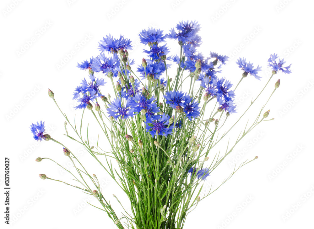 Beautiful blue cornflower Beautiful blue cornflower