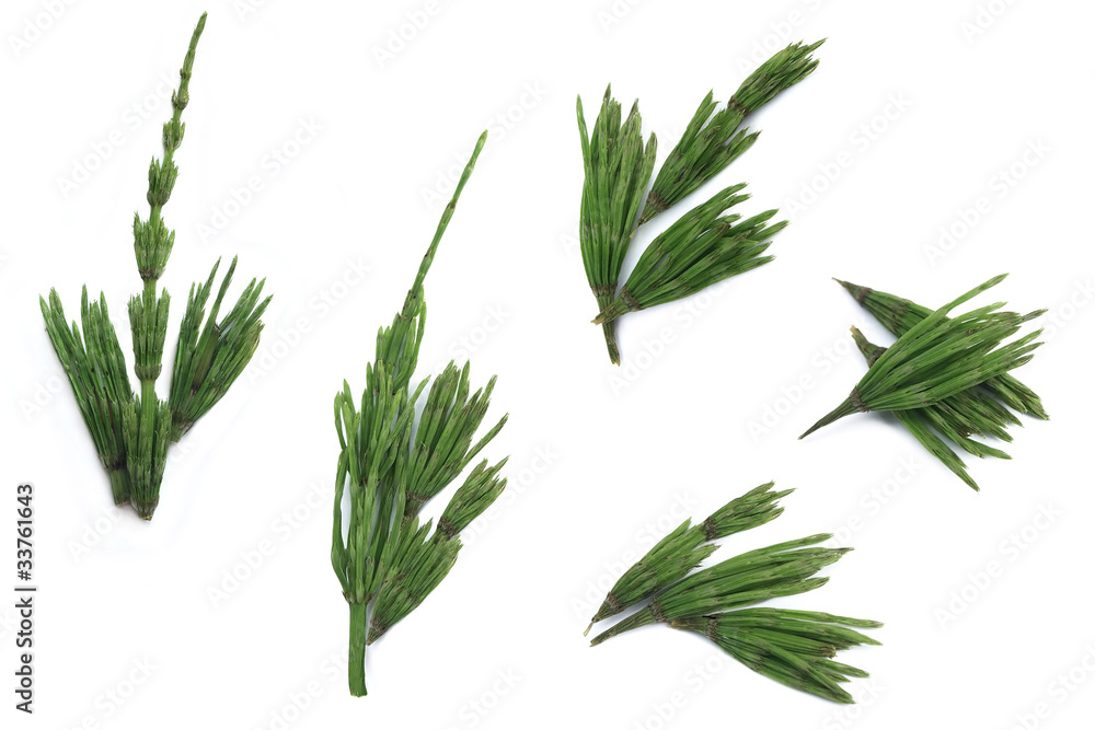 Fototapeta premium horsetail