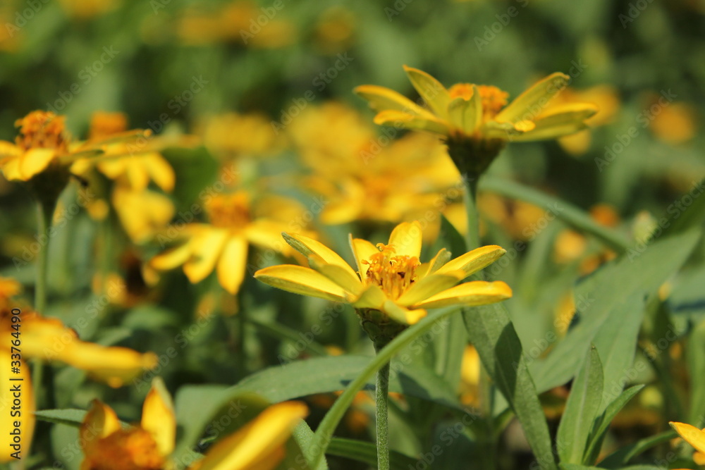 黄色のデイジーの花畑