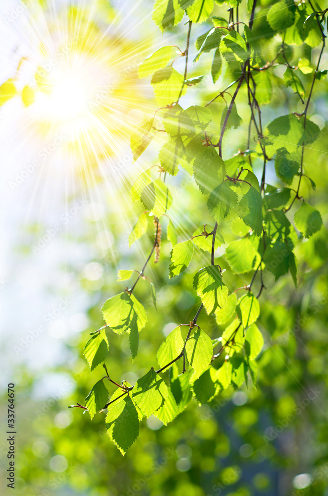 Obraz premium Tło świeżych zielonych liści brzozy