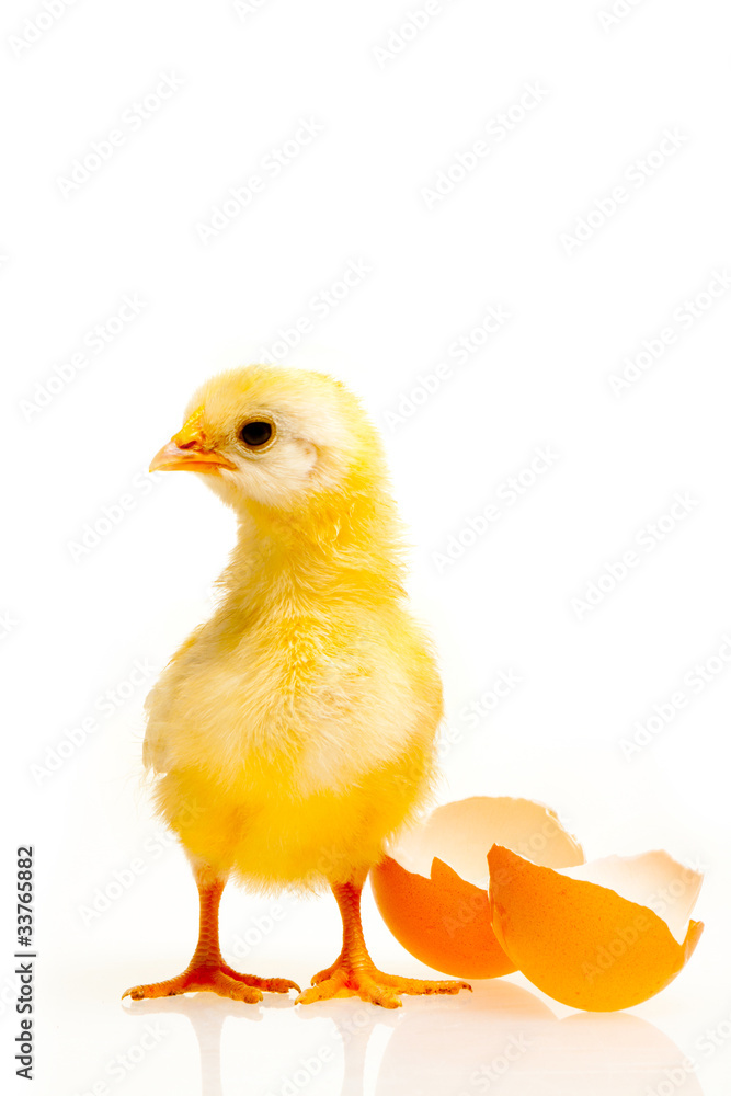 Obraz premium Kücken