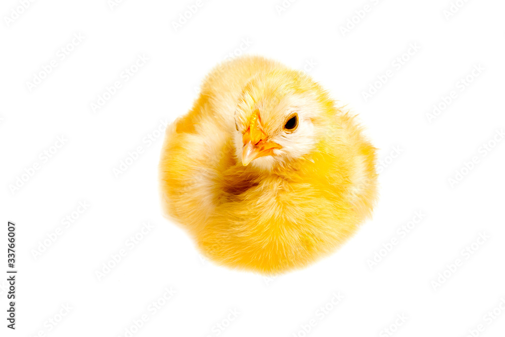 Kücken StockFoto Adobe Stock