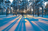 Sunset in a winter forest.