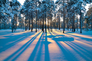 Sunset in a winter forest.
