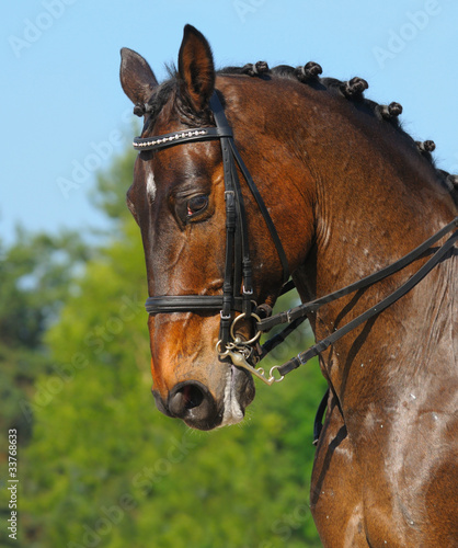 Dressage: portrait of bay horse