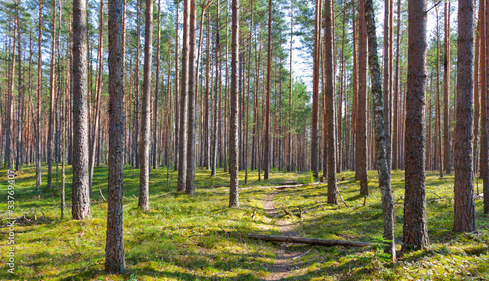 Obraz premium path and coniferous forest