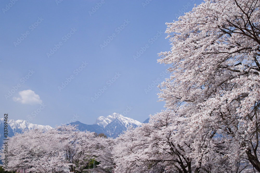 桜と甲斐駒ケ岳