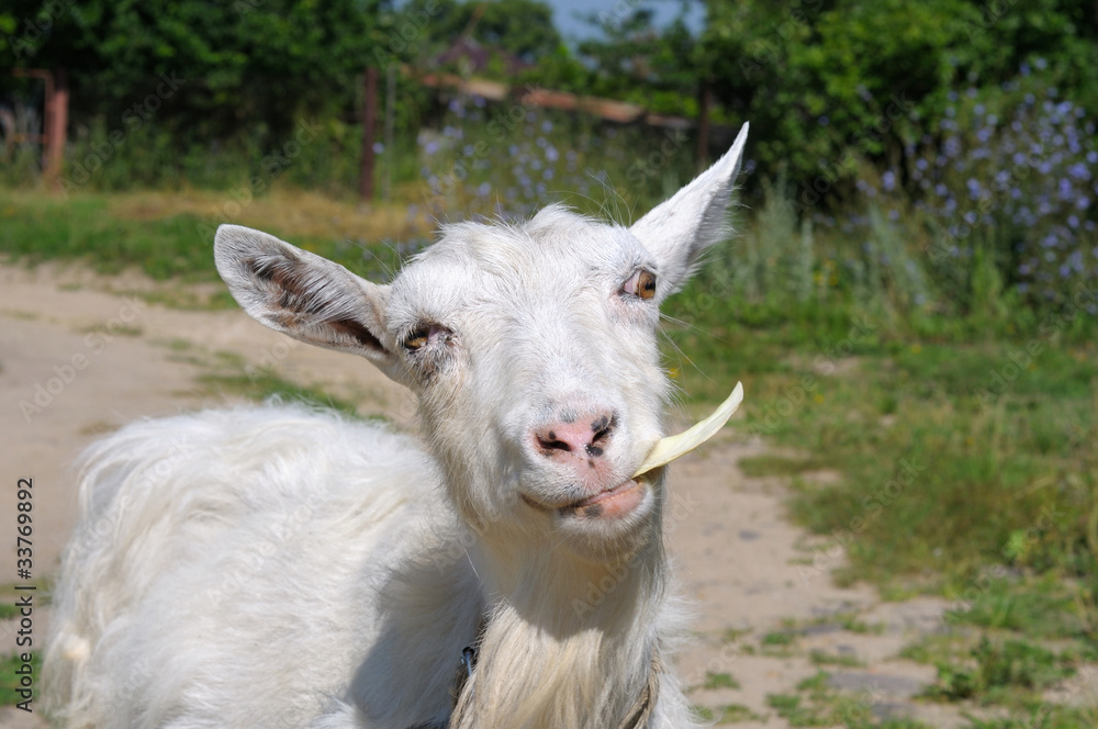 Fototapeta premium white goat chewing the cabbage