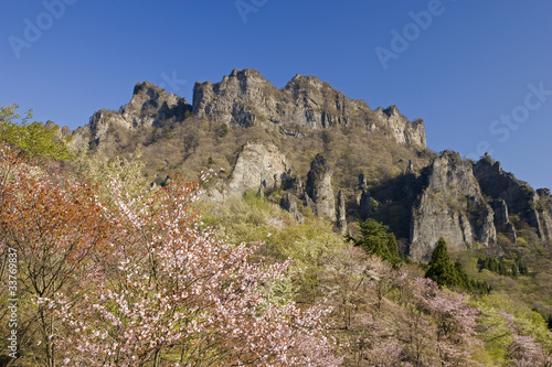 桜と妙義山