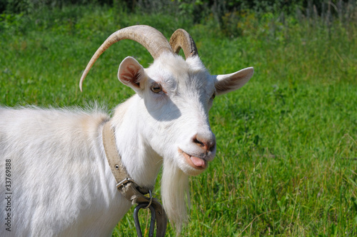 white goat showing tongue