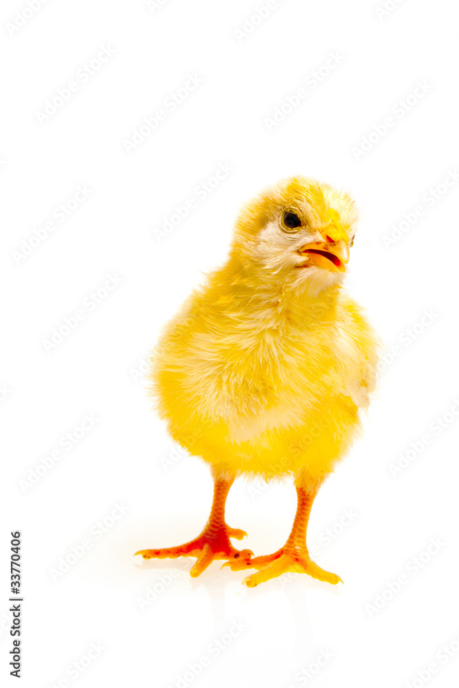Kücken Kücken