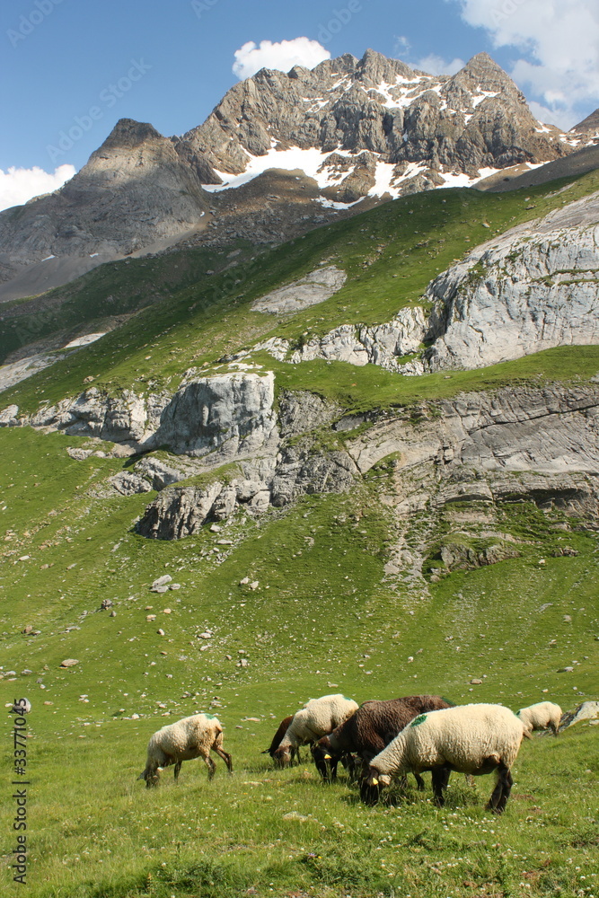 Fototapeta premium sheep grazing in French Pyrenees