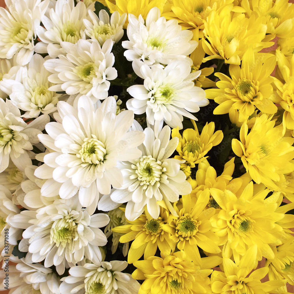 White and yellow crysanthemmum flowers White and yellow crysanthemmum flowers