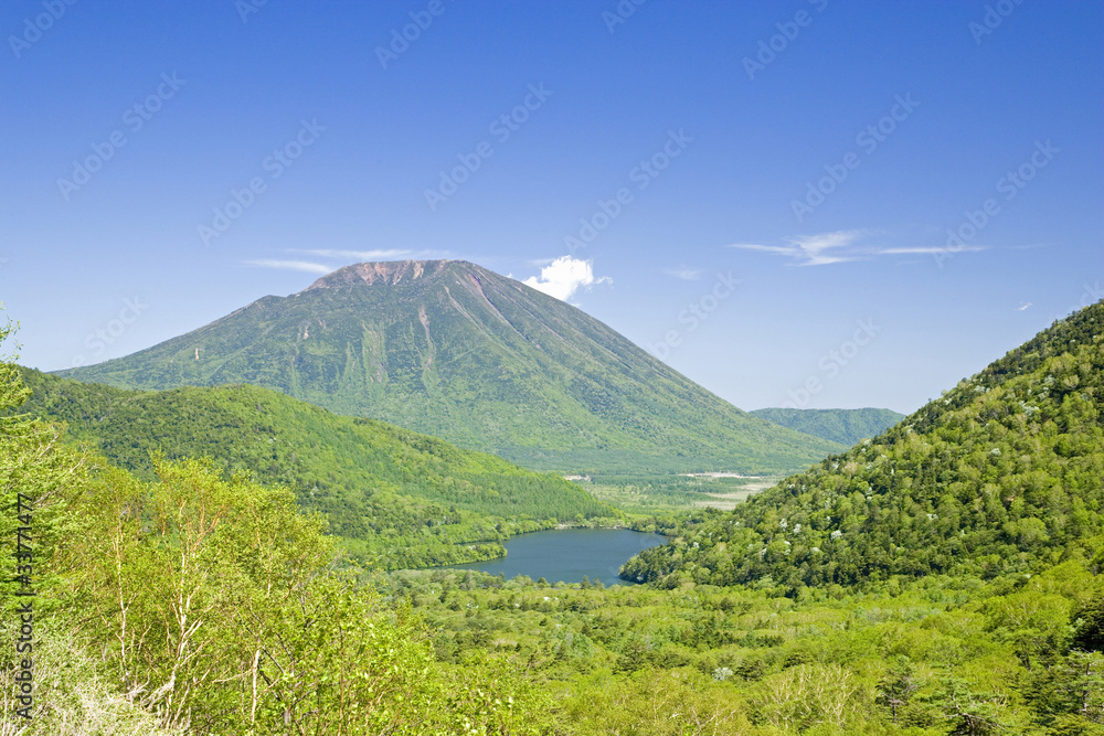 Naklejka premium Świeży zielony Oku Nikko