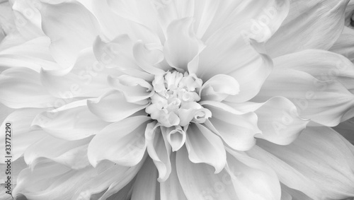 Black and white Chrysanthemum
