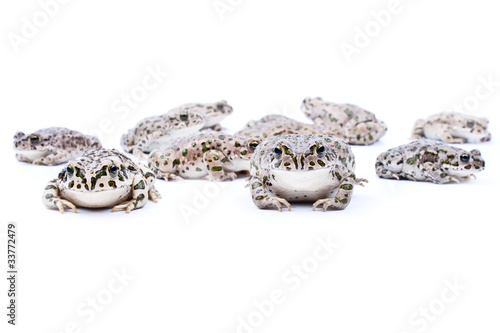 Frogs on the white