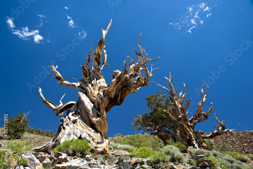 Grannenkiefern im Ancient Bristlecone Pine Forest/Schulman Grove
