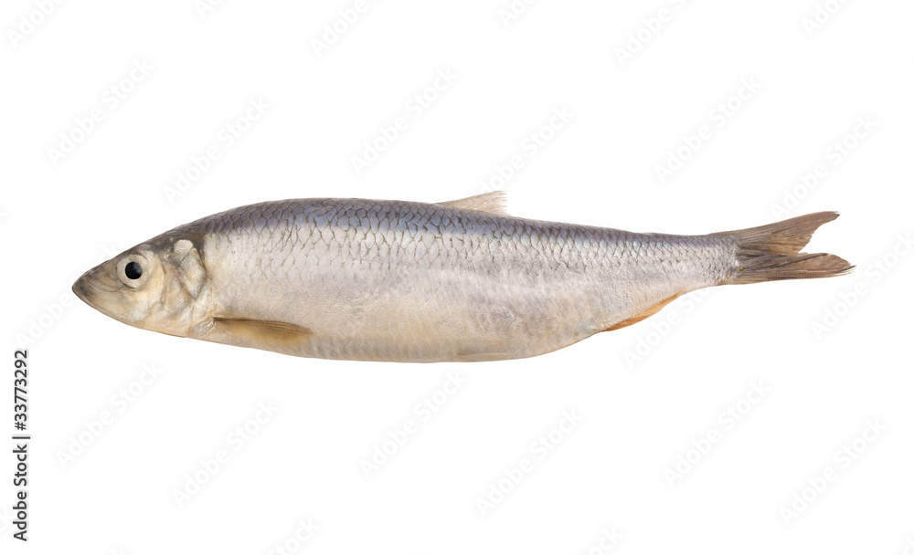 Fresh herring fish isolated on white background Fresh herring fish isolated on white background