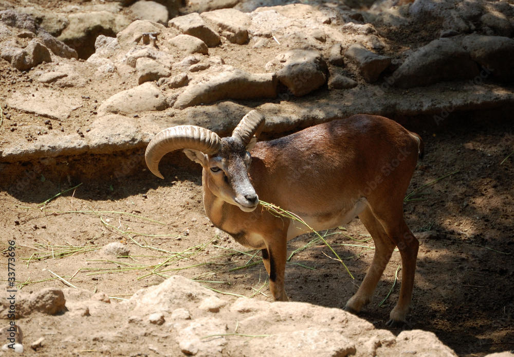 Muflone (Ovis musimon) Muflone (Ovis musimon)