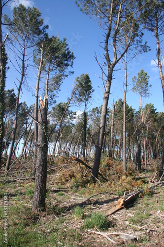 Forêt suite à tempête Landes