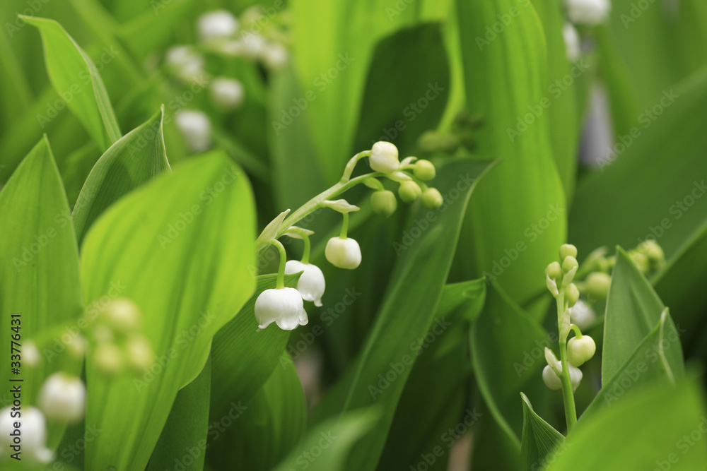 Obraz premium スズラン