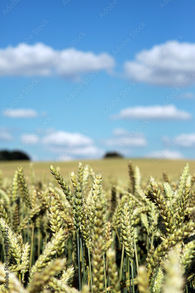 Biologisches Kornfeld Biologisches Kornfeld
