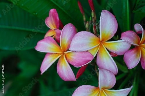 Plumeria flower