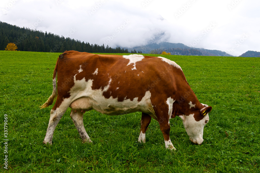 Alpine Cow