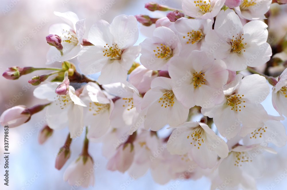 桜