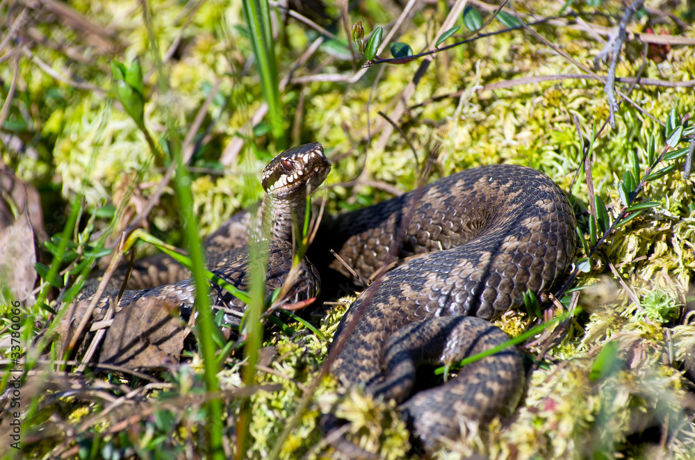 Venomous snake hunt in the swamp in Western Siberia. Venomous snake hunt in the swamp in Western Siberia.
