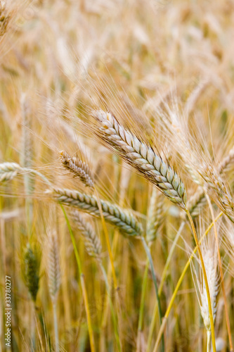 Landscape with golden wheat field