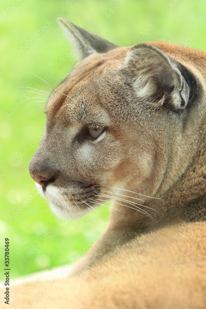 Naklejka premium Closeup profile of golden cougar or mountain lion