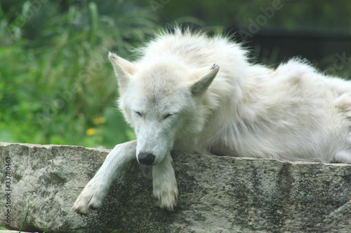 Dreams of the White Wolf