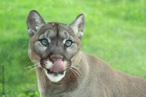 Closeup of cougar or mountain lion in the grass with tongue out