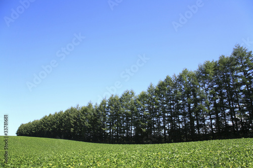 防風林と畑 photo