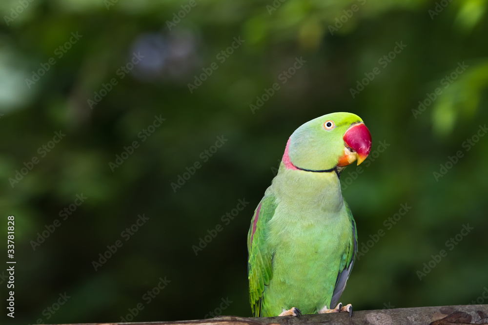 Green Parrot Bird