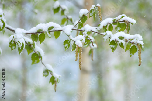 Snowfall in Spring. Young birch leaves in the snow.