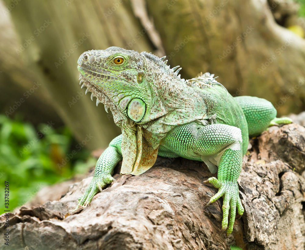 iguana iguana