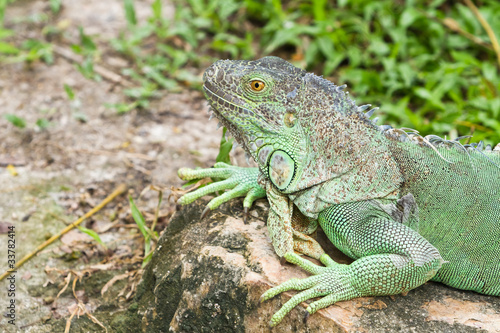 Wallpaper Mural iguana Torontodigital.ca