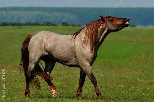 beautiful stallion in the pasture photo