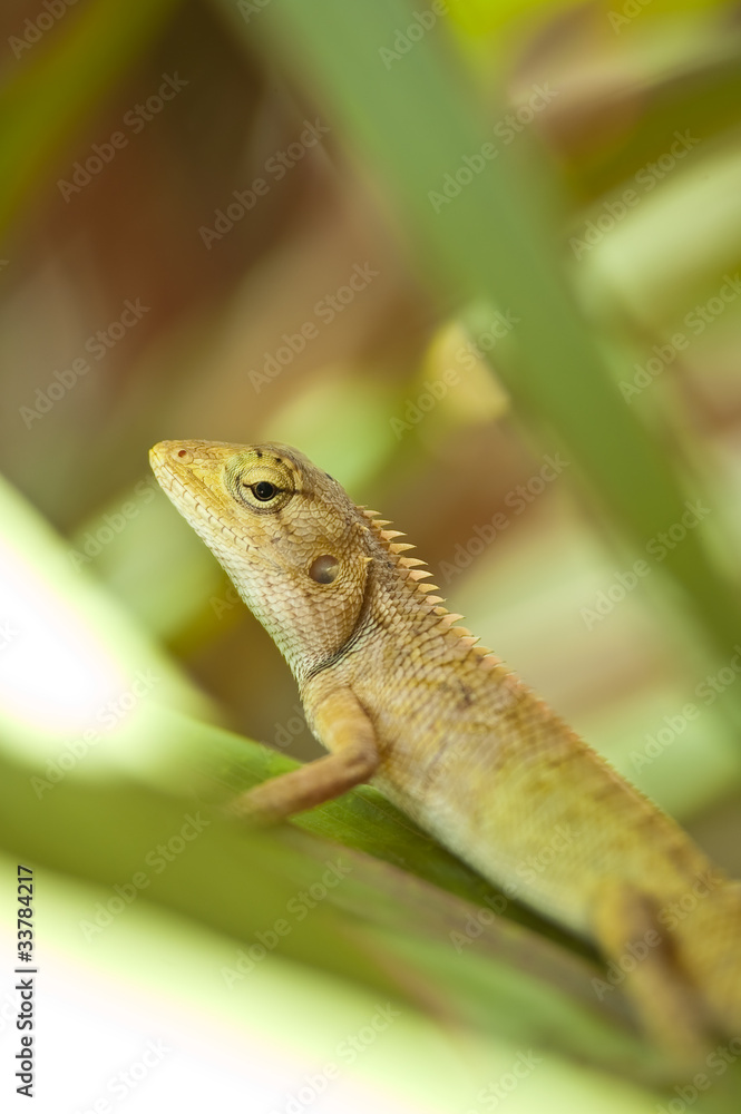 tree lizard ,phuket thailand tree lizard ,phuket thailand