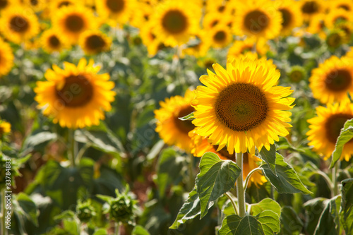 Champ de Tournesols