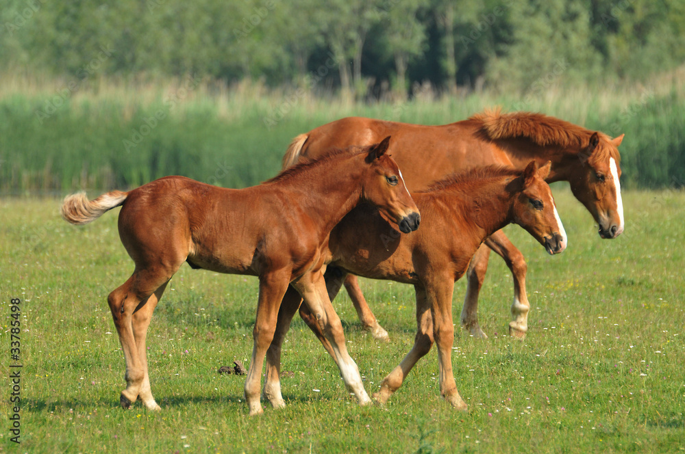Fototapeta premium Foal in the meadow