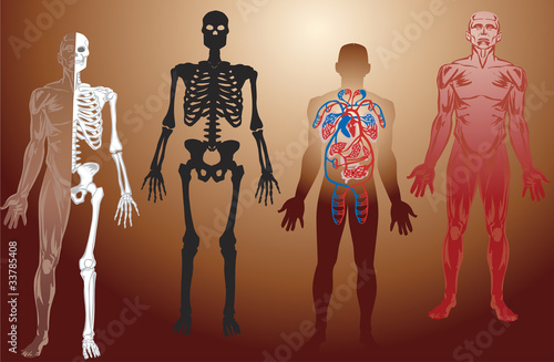 human anatomy illustration