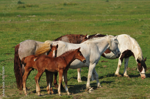 Horses on pasture © predrag1