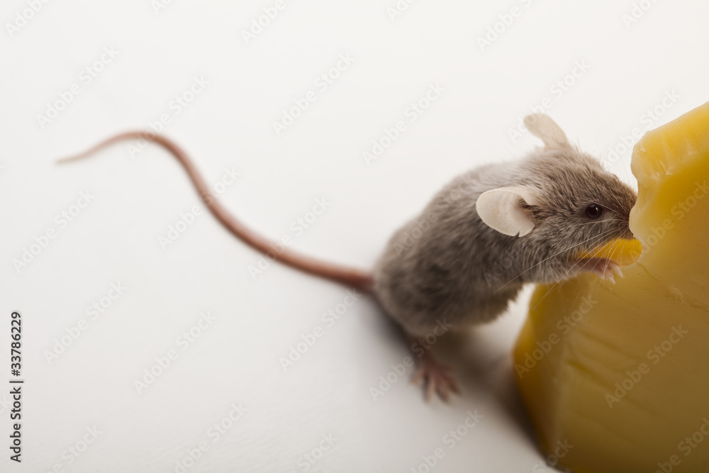 Little mouse and cheese Little mouse and cheese