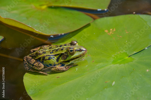 Green frog on leaf of a Waterlily photo