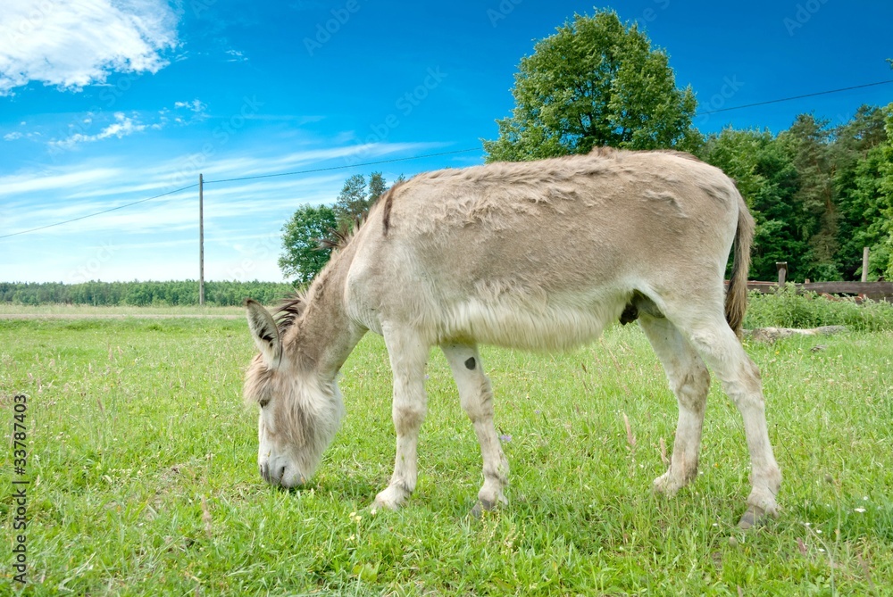 donkey donkey